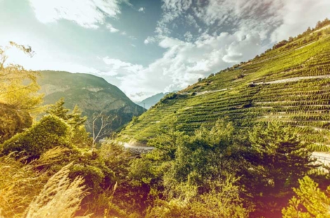 VV_26_01-ACTUS_3-Cervim_01_