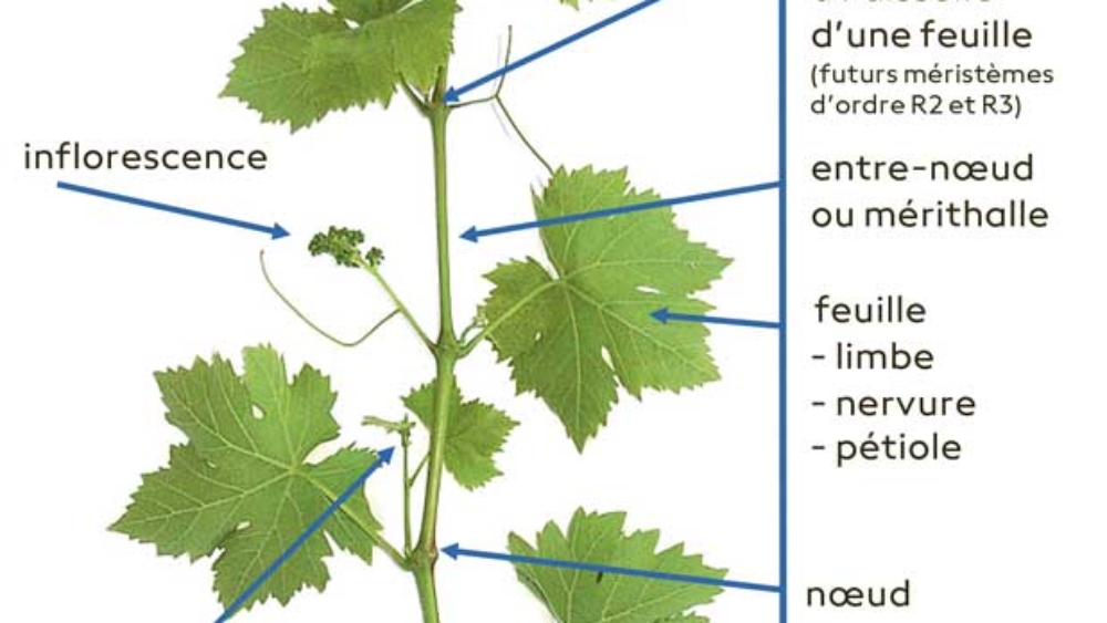 Fig. 1 : Organisation d’un rameau primaire (RP) de vigne au stade de croissance herbacée et ses différents types de méristèmes.