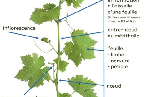Fig. 1 : Organisation d’un rameau primaire (RP) de vigne au stade de croissance herbacée et ses différents types de méristèmes.