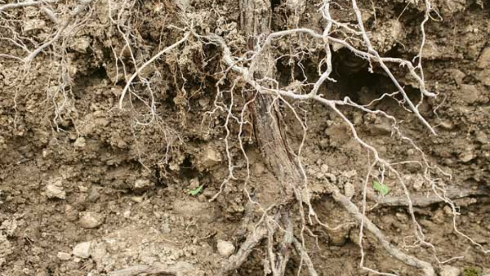 VV_26_01-RECH4-Cep_3309