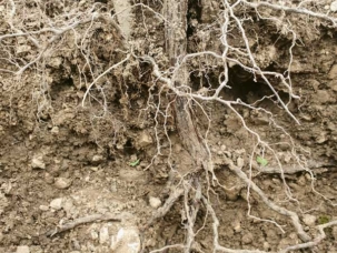 VV_26_01-RECH4-Cep_3309