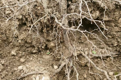 VV_26_01-RECH4-Cep_3309