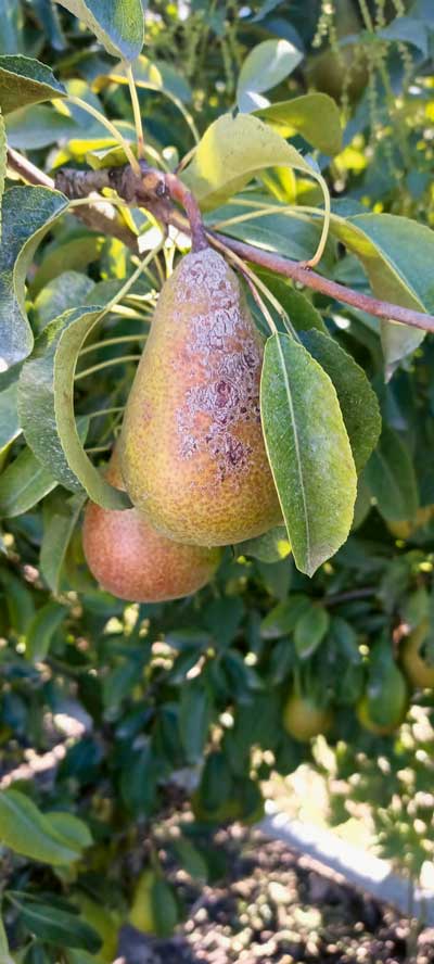 Les professionnels souhaitent en savoir davantage sur la roussissure, ici observée sur une poire Louise Bonne.
