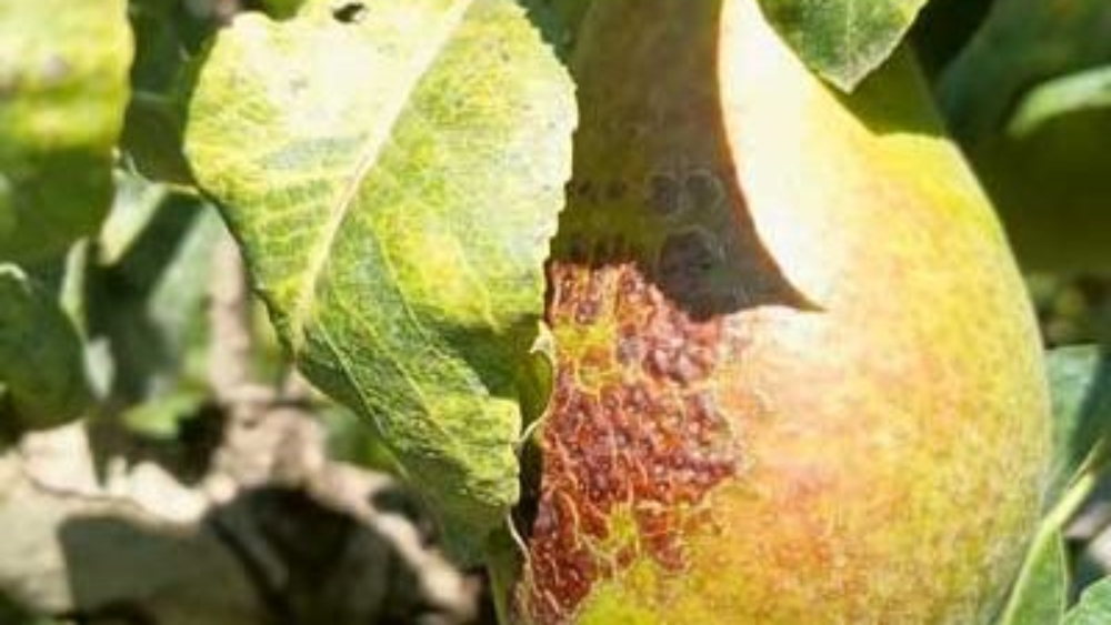 Les professionnels souhaitent en savoir davantage sur la roussissure, ici observée sur une poire Louise Bonne. © FiBL