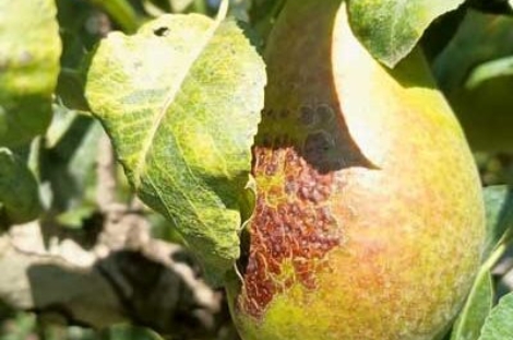 Les professionnels souhaitent en savoir davantage sur la roussissure, ici observée sur une poire Louise Bonne. © FiBL