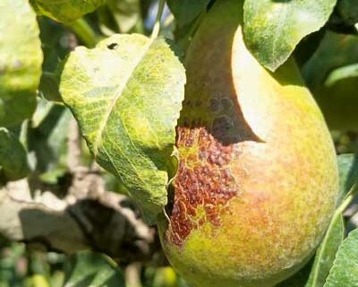 BILAN ARBORICOLE BIO LÉMANIQUE