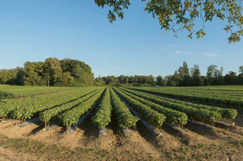 VV_26_02-DOSSIER-Pepiniere_AreuseCentre