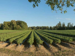 VV_26_02-DOSSIER-Pepiniere_AreuseCentre