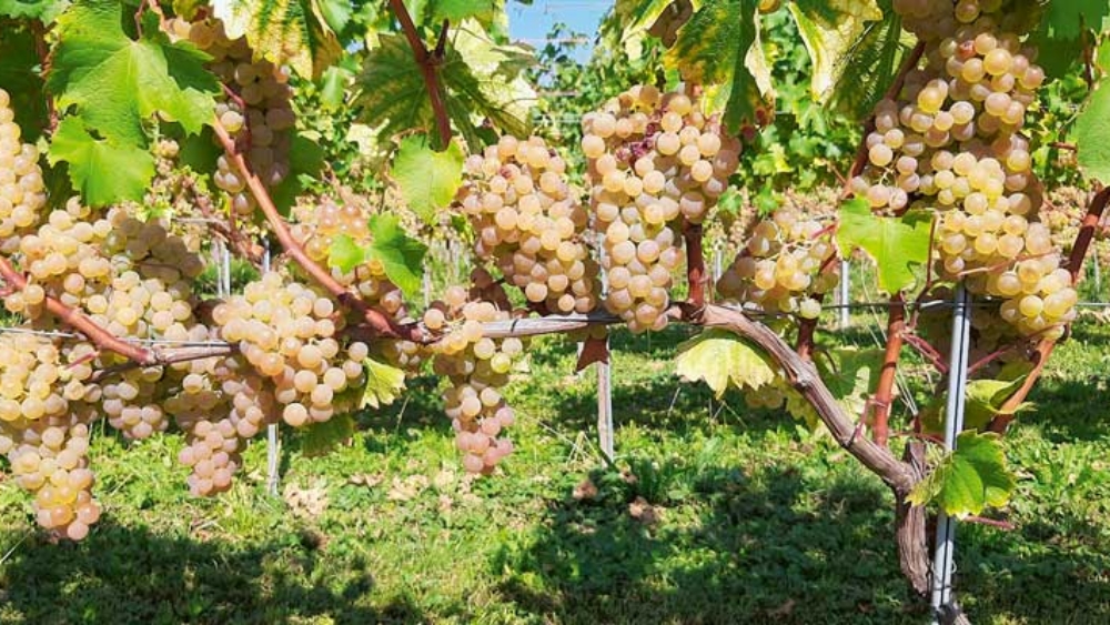 L’hybride qui a terminé sa course de développement et d’homologation sous le nom de Sauvignac en 2020 a été hybridé en 1997.