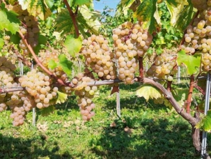 L’hybride qui a terminé sa course de développement et d’homologation sous le nom de Sauvignac en 2020 a été hybridé en 1997.