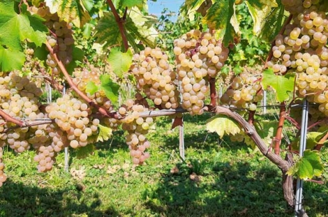 L’hybride qui a terminé sa course de développement et d’homologation sous le nom de Sauvignac en 2020 a été hybridé en 1997.