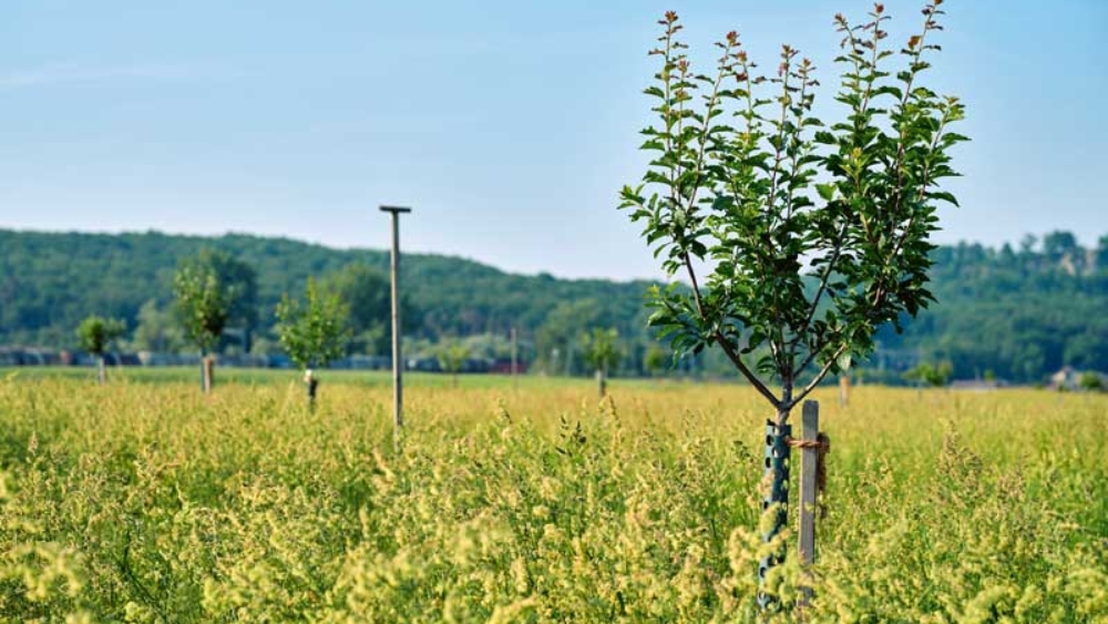 La Ferme de Lilan, à Bavois