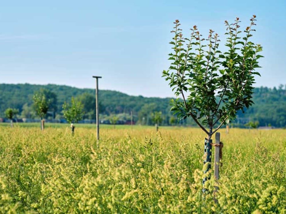La Ferme de Lilan, à Bavois