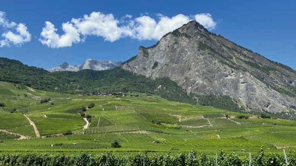 Montage La viticulture héroïque au service de la viticulture mondiale