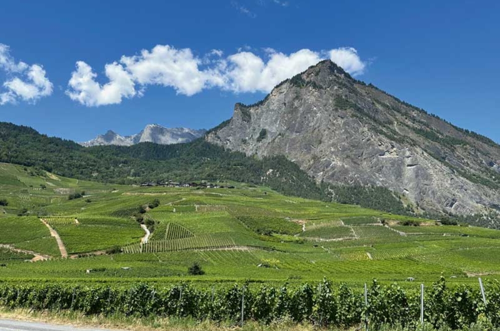 Montage La viticulture héroïque au service de la viticulture mondiale