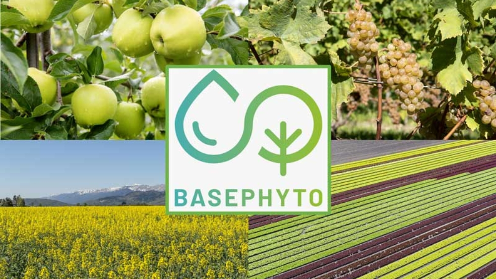 BasePhyto est un nouvel outil d’aide à la décision pour la protection des cultures arboricoles, viticoles, grandes cultures et maraîchères.