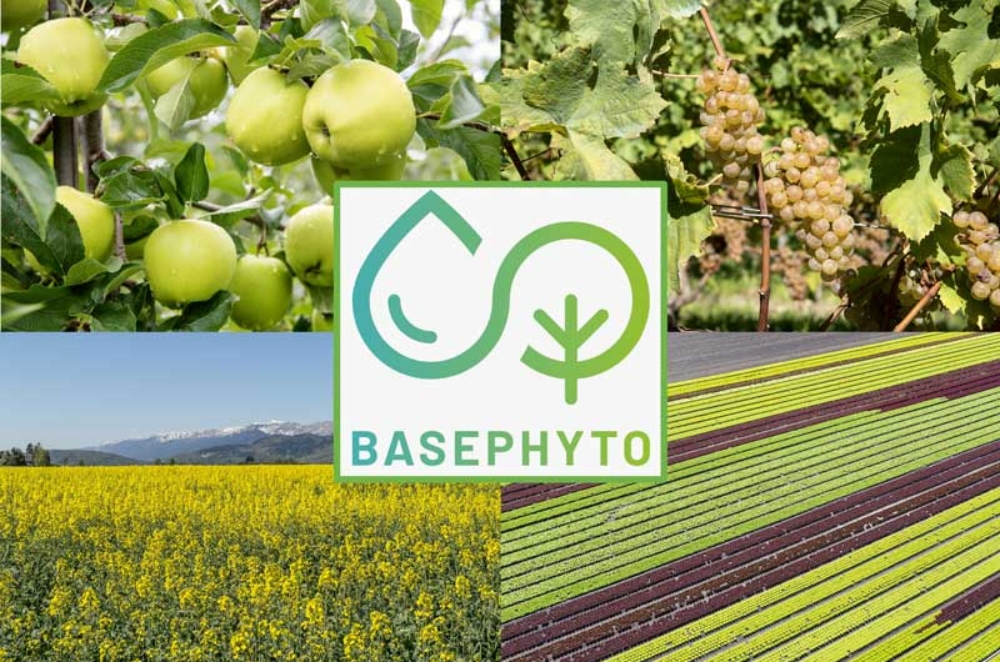 BasePhyto est un nouvel outil d’aide à la décision pour la protection des cultures arboricoles, viticoles, grandes cultures et maraîchères.
