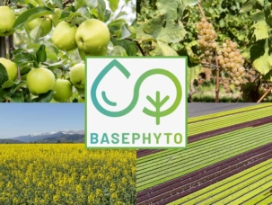 BasePhyto est un nouvel outil d’aide à la décision pour la protection des cultures arboricoles, viticoles, grandes cultures et maraîchères.