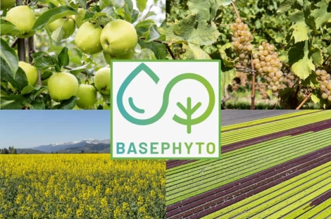 BasePhyto est un nouvel outil d’aide à la décision pour la protection des cultures arboricoles, viticoles, grandes cultures et maraîchères.