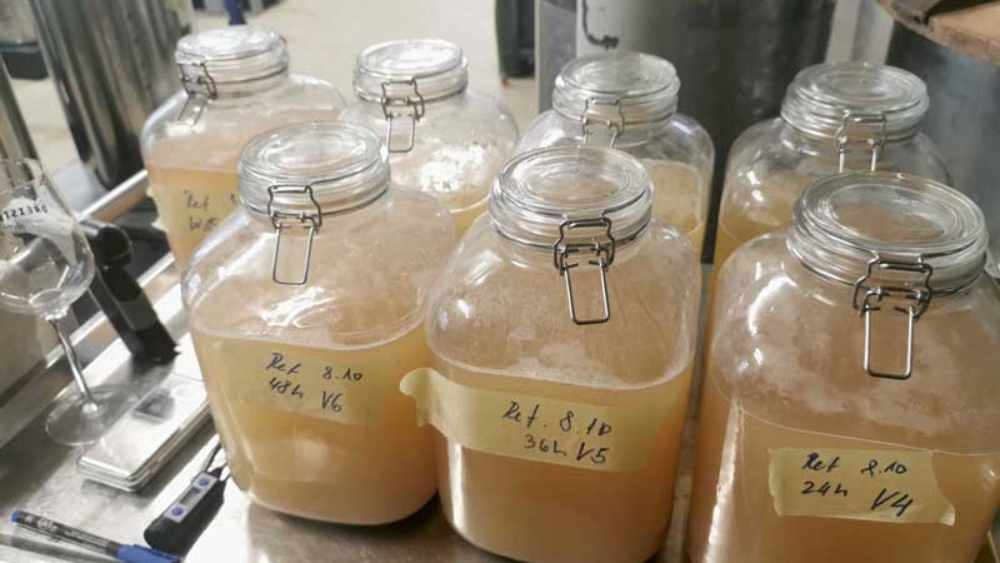 Variantes V1‑V7 après la fermentation. © T. Wins
