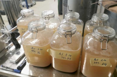 Variantes V1‑V7 après la fermentation. © T. Wins