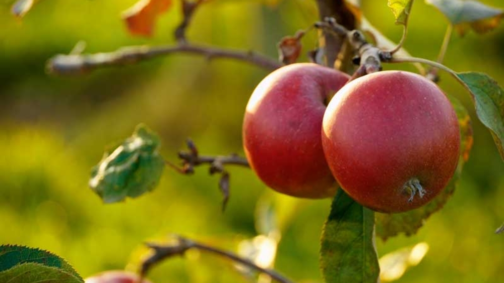 Pommes dans un verger