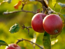 Pommes dans un verger