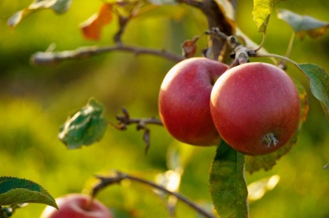 Pommes dans un verger