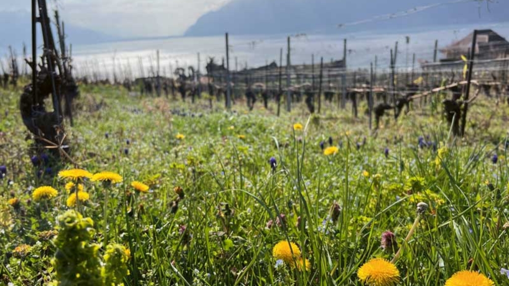 © Vin Suisse Durable