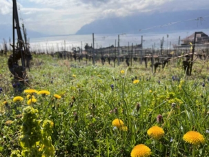 © Vin Suisse Durable