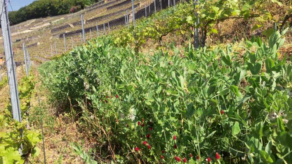 Développement d’engrais verts dans des vignes en banquettes.
