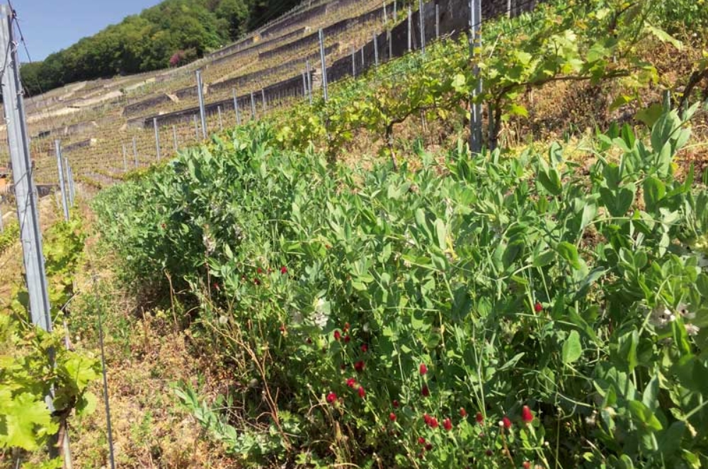 Développement d’engrais verts dans des vignes en banquettes.