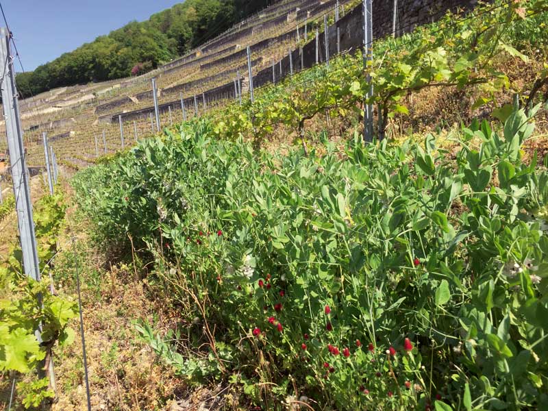 Développement d’engrais verts dans des vignes en banquettes.