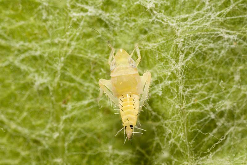 Fig. 1 : Troisième stade nymphal (N3) de la cicadelle Scaphoideus titanus, principal vecteur de la flavescence dorée de la vigne.