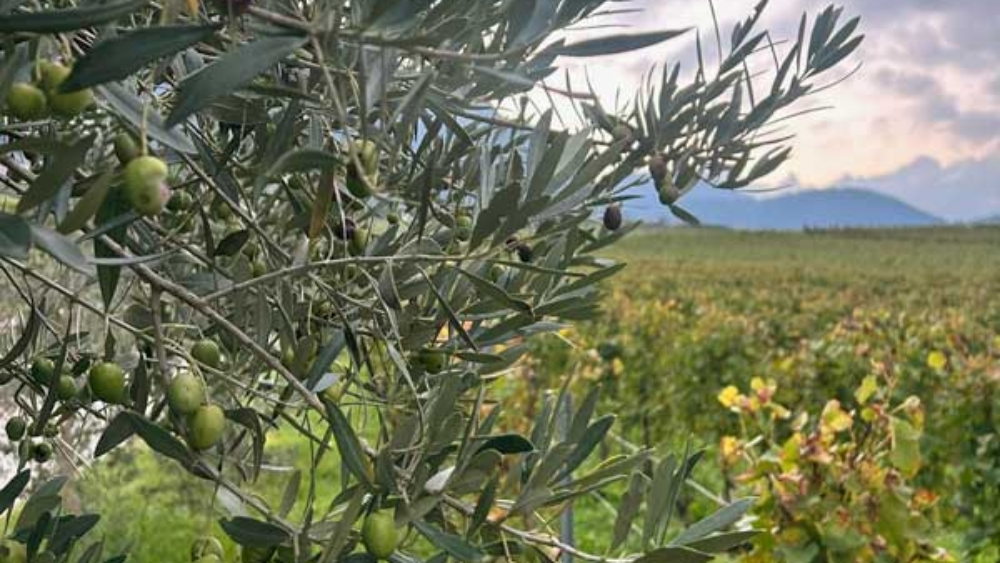 Les Pépinières Girod ont fourni 16 000 oliviers plantés dans toute la Suisse.