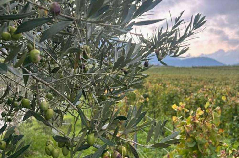 Les Pépinières Girod ont fourni 16 000 oliviers plantés dans toute la Suisse.