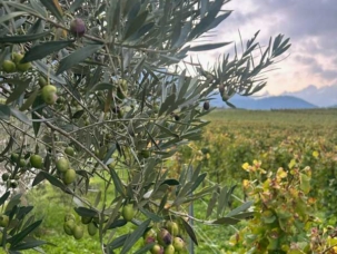 Les Pépinières Girod ont fourni 16 000 oliviers plantés dans toute la Suisse.