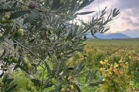 Les Pépinières Girod ont fourni 16 000 oliviers plantés dans toute la Suisse.