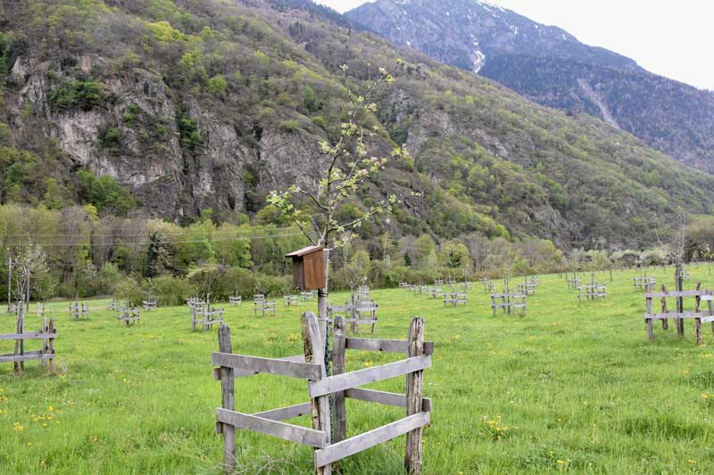 La Station ornithologique suisse a posé une quarantaine de nichoirs.