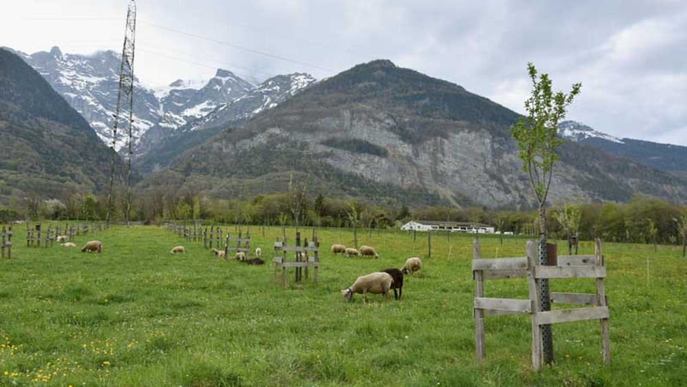 L'éco‑pâturage a débuté ce printemps dans le conservatoire fruitier de la famille Mottiez à Saint‑Maurice.