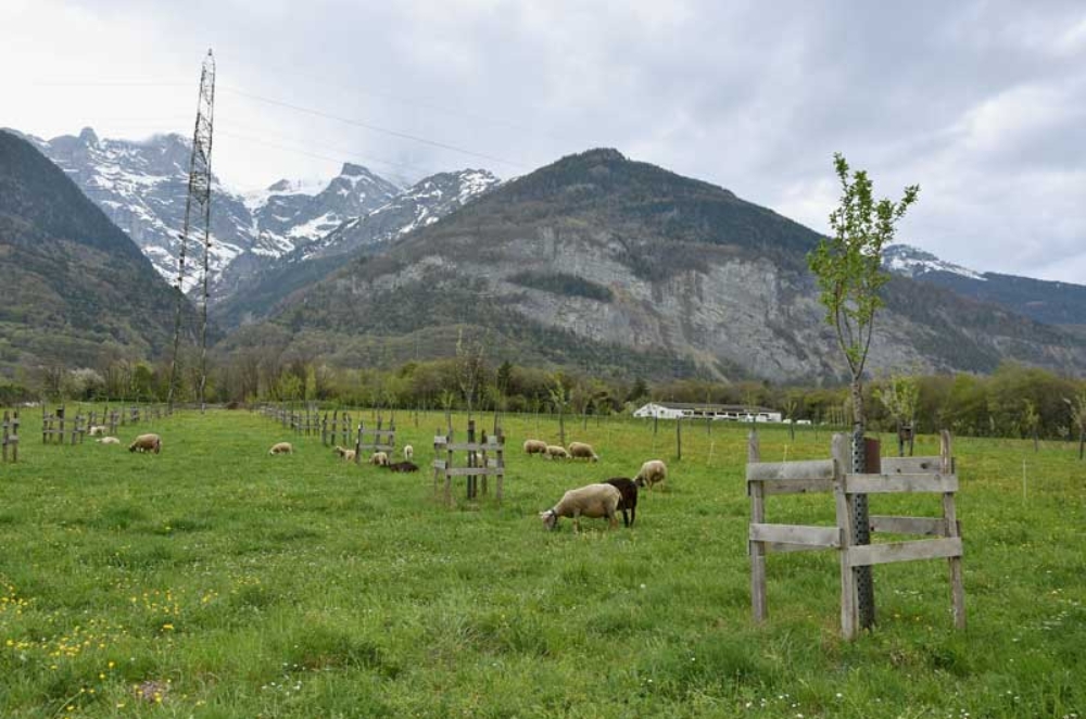 L'éco‑pâturage a débuté ce printemps dans le conservatoire fruitier de la famille Mottiez à Saint‑Maurice.
