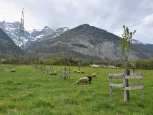 L'éco‑pâturage a débuté ce printemps dans le conservatoire fruitier de la famille Mottiez à Saint‑Maurice.