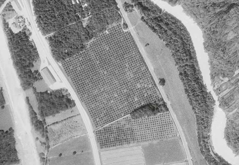 Il y a soixante ans, plus de mille arbres occupaient les mêmes parcelles. 