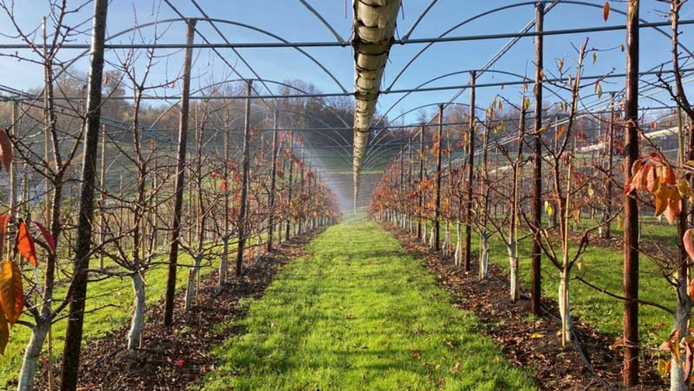 Irrigation par aspersion afin de favoriser des infections dans le cadre de l'essai.