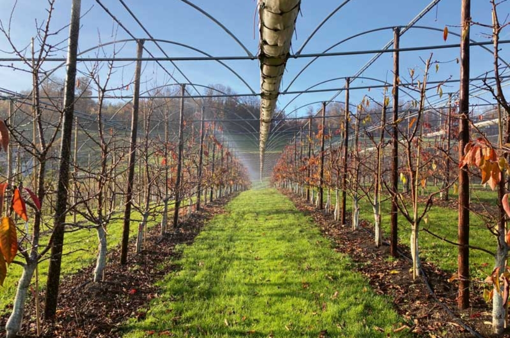 Irrigation par aspersion afin de favoriser des infections dans le cadre de l'essai.