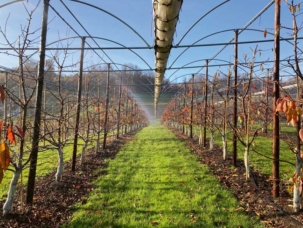 Irrigation par aspersion afin de favoriser des infections dans le cadre de l'essai.