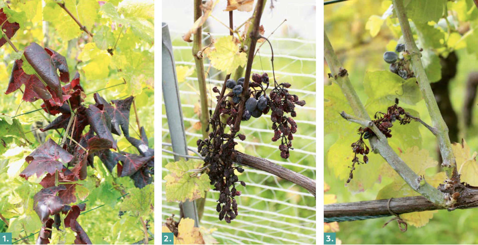 jaunisse de la vigne