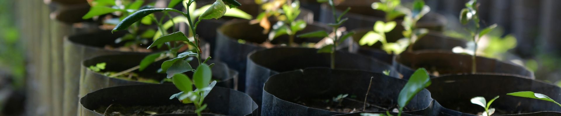 Vignes_Vergers_Pepinieristes_2 Pépiniéristes